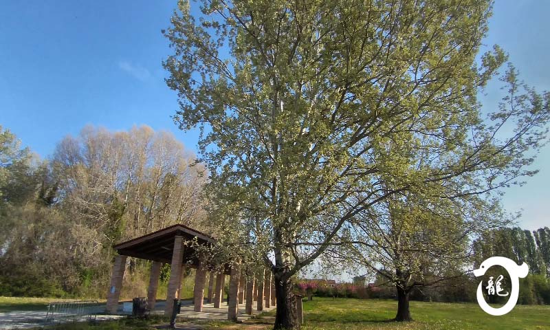 A Noventa Padovana, Padova, e a Borbiago di Mira, Mestre Venezia, corsi di Tai Chi, Baji e QiGong (ginnastica del benessere).